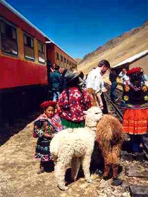 alpacas y el tren desde Puno a Cuzco